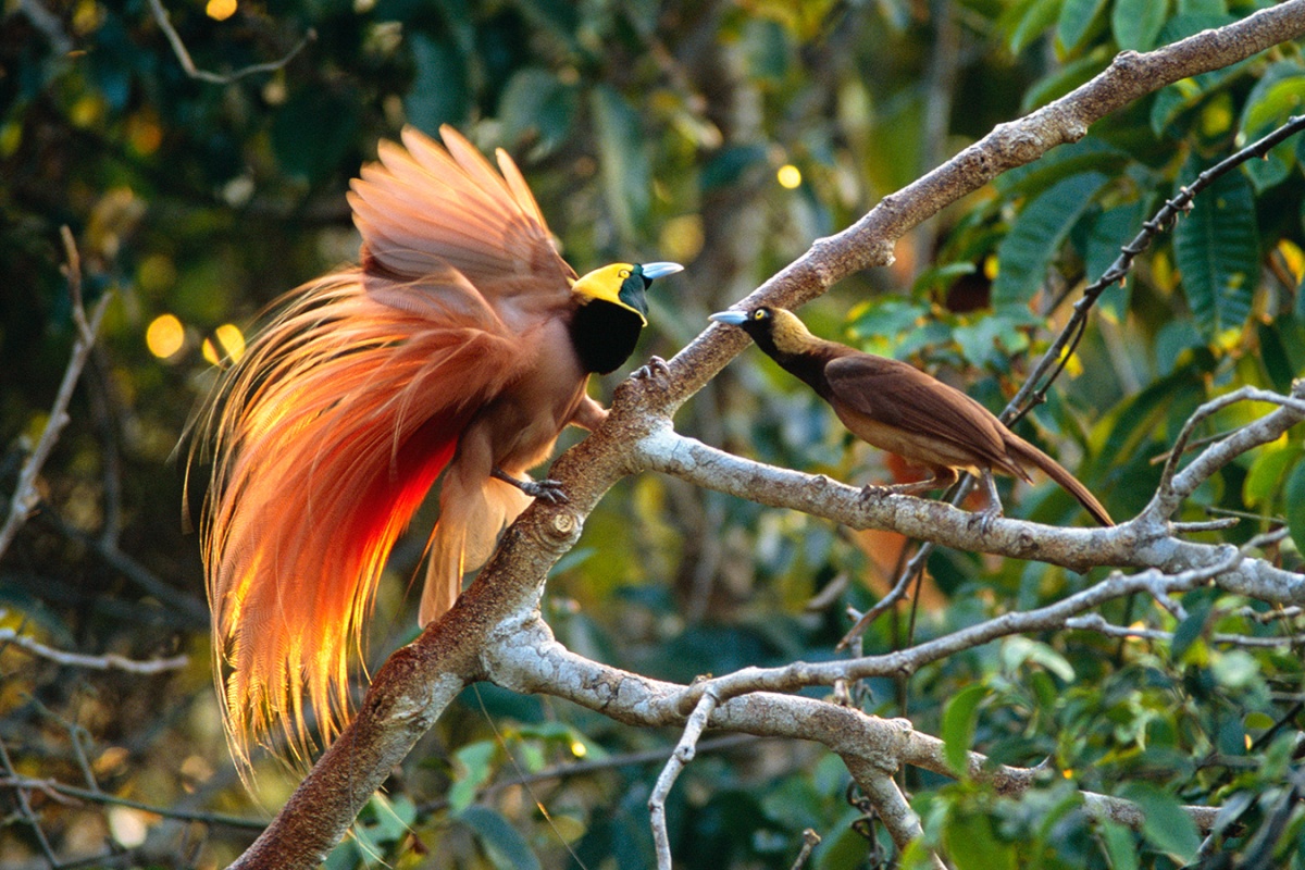 680+ Gambar Burung Cendrawasih Dari Papua Gratis Terbaru